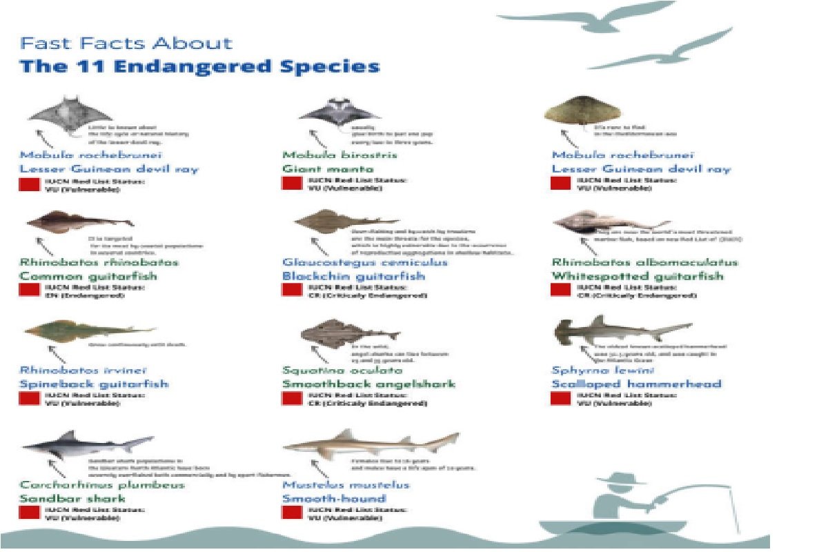 Towards a future management and conservation of sharks and rays
